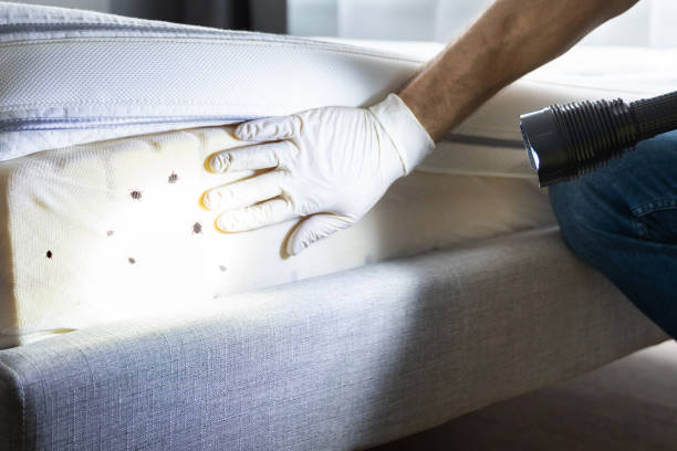 Best Pest Inspection Near Me  in California, MO
